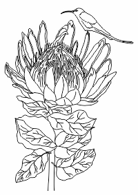 LDA2-S02 26 – Sunbird and Proteas